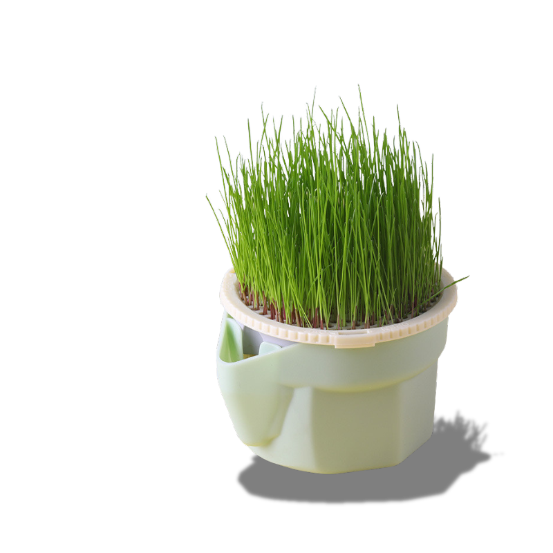 Soilless Cat Grass Cup+Seeds